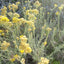 Helichrysum italicum