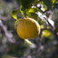 Bergamot, Organic