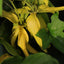 Ylang Ylang Complete, Organic